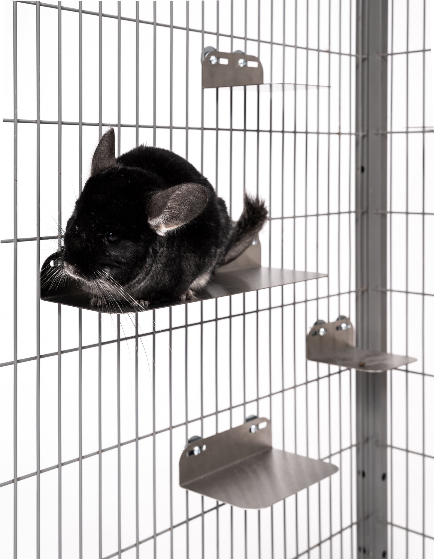 steel-ledge-amida-craft.jpg
Chinchilla sitting on cooling stainless steel ledge by AMIDA Craft
