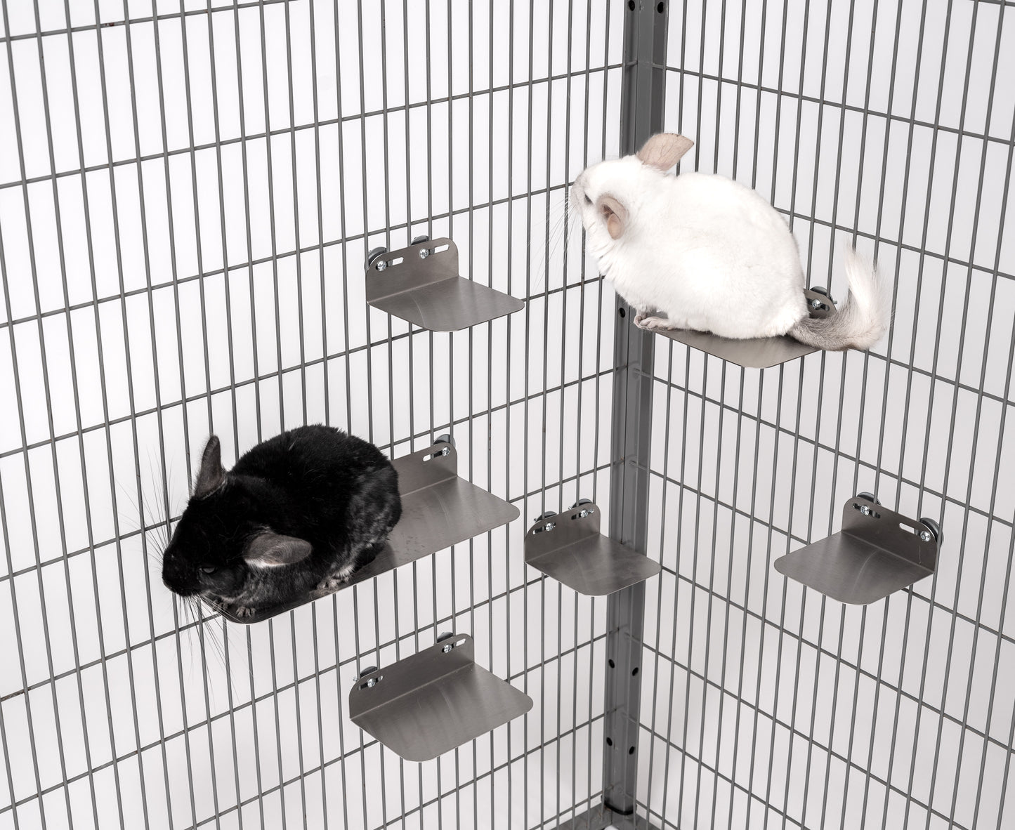 Chinchilla sitting on cooling stainless steel ledge by AMIDA Craft